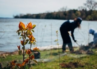 a quinte conservation staff member planting on a shoreline, with the lake in behind and a recently planted shrub in the foreground