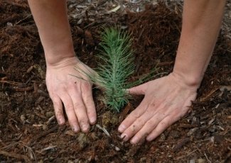 A pair of bare hands plant a small pine seedlings in bare ground.