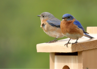 Two bluebirds standing on top of a nesting box.