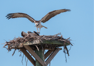An osprey landing on a nesting platform.