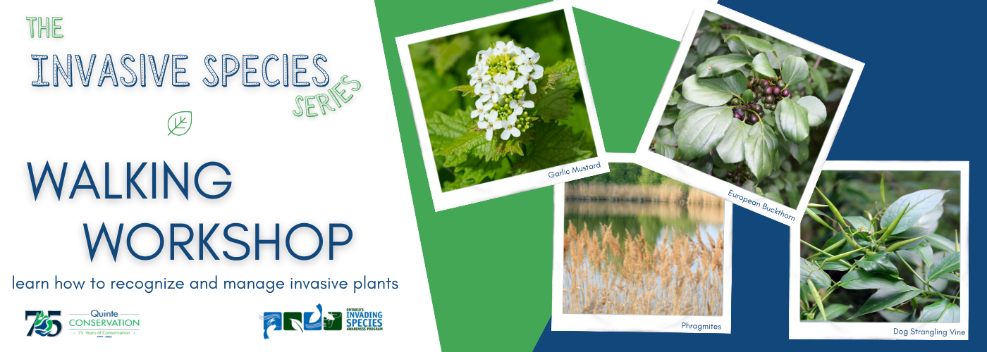 Photo examples of common invasive plant species