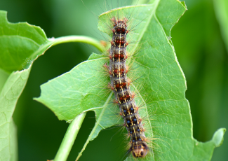 Lymantria dispar dispar (caterpillar) on leaf