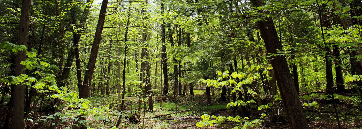 Quinte Conservation Area Lands Forest