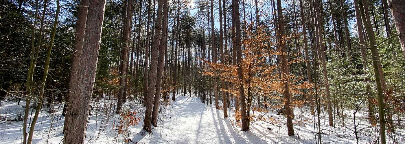 Sidney Conservation Area winter trail in 2021.
