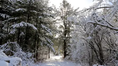 Snow-covered trees lining a path in a forest during winter.