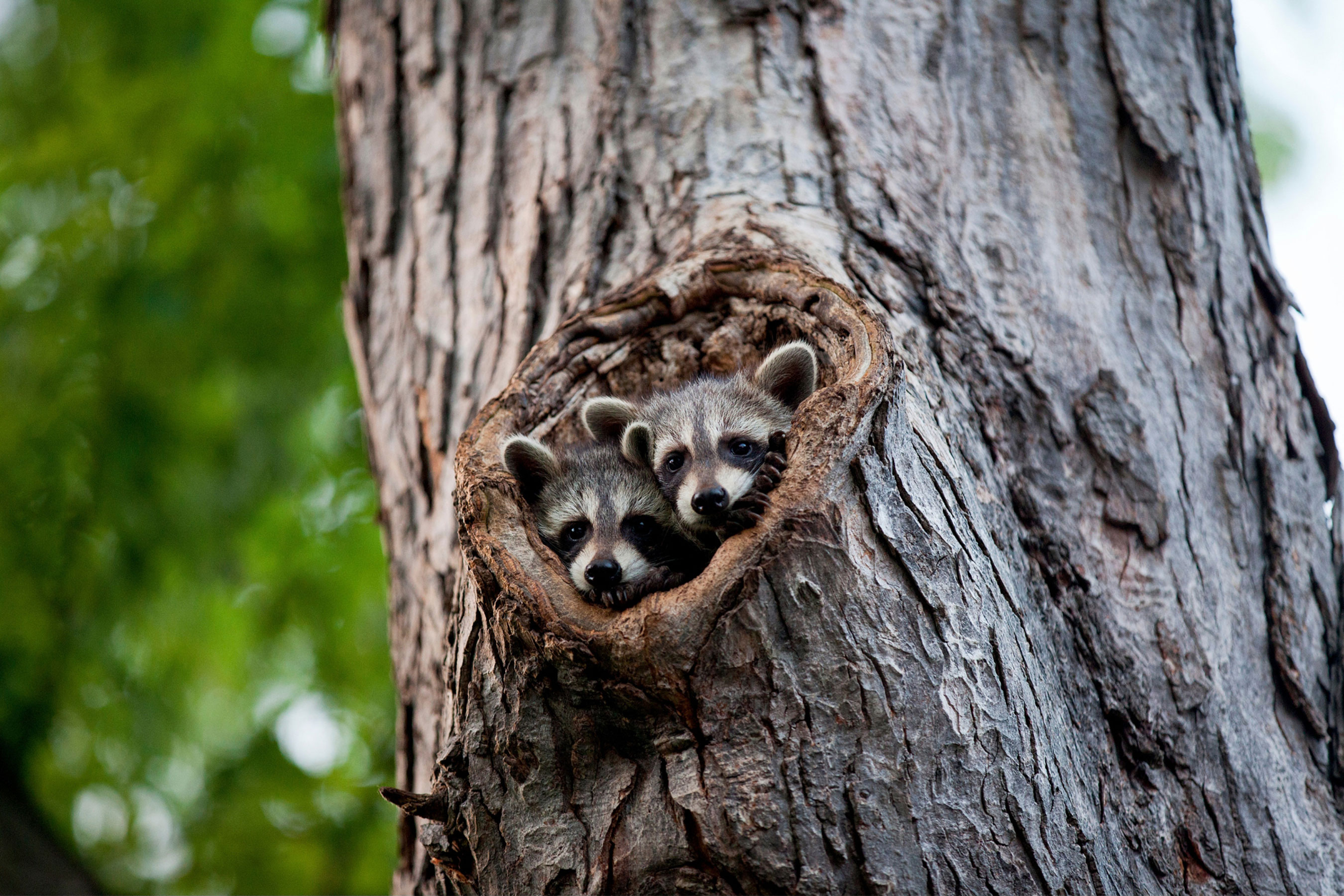 Two raccoons peeking out from a hollow in a tree.