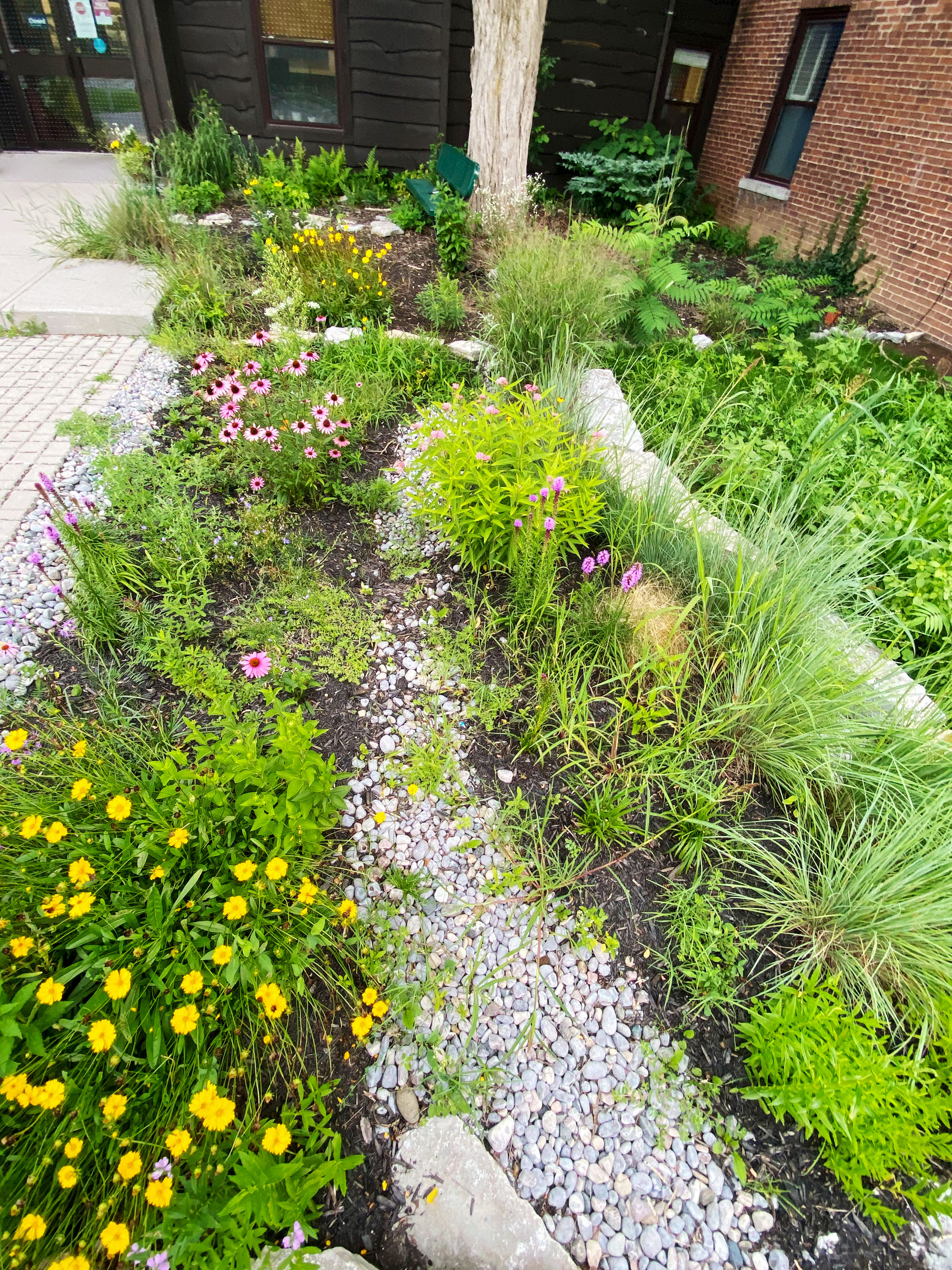 A vibrant rain garden with a variety of colorful flowers and plants along a pebble path.