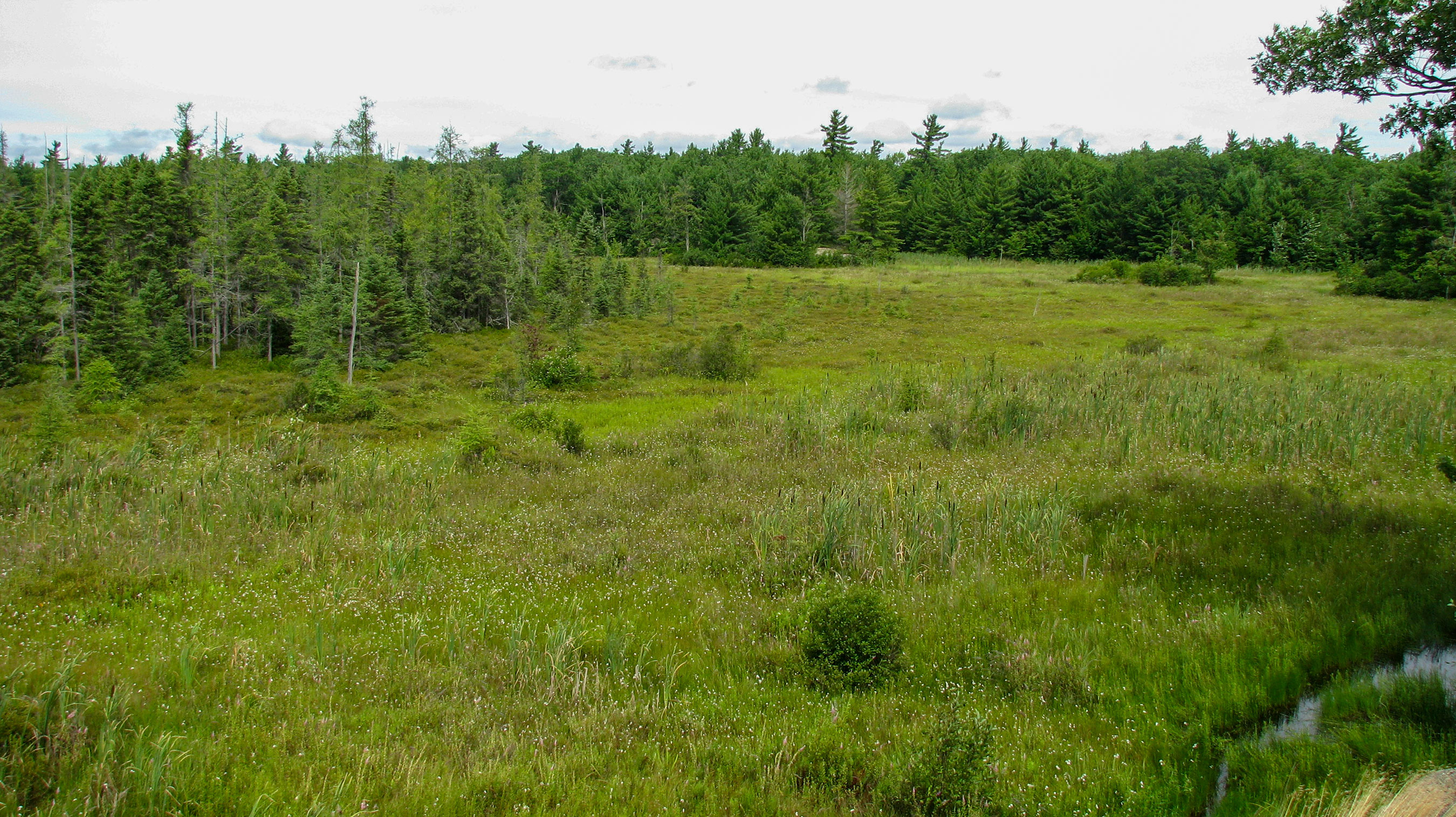 Panoramic view of a lush, green wetland with scattered trees.