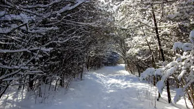A snowy path winds through a forest densely covered in snow, with sunlight filtering through the branches.