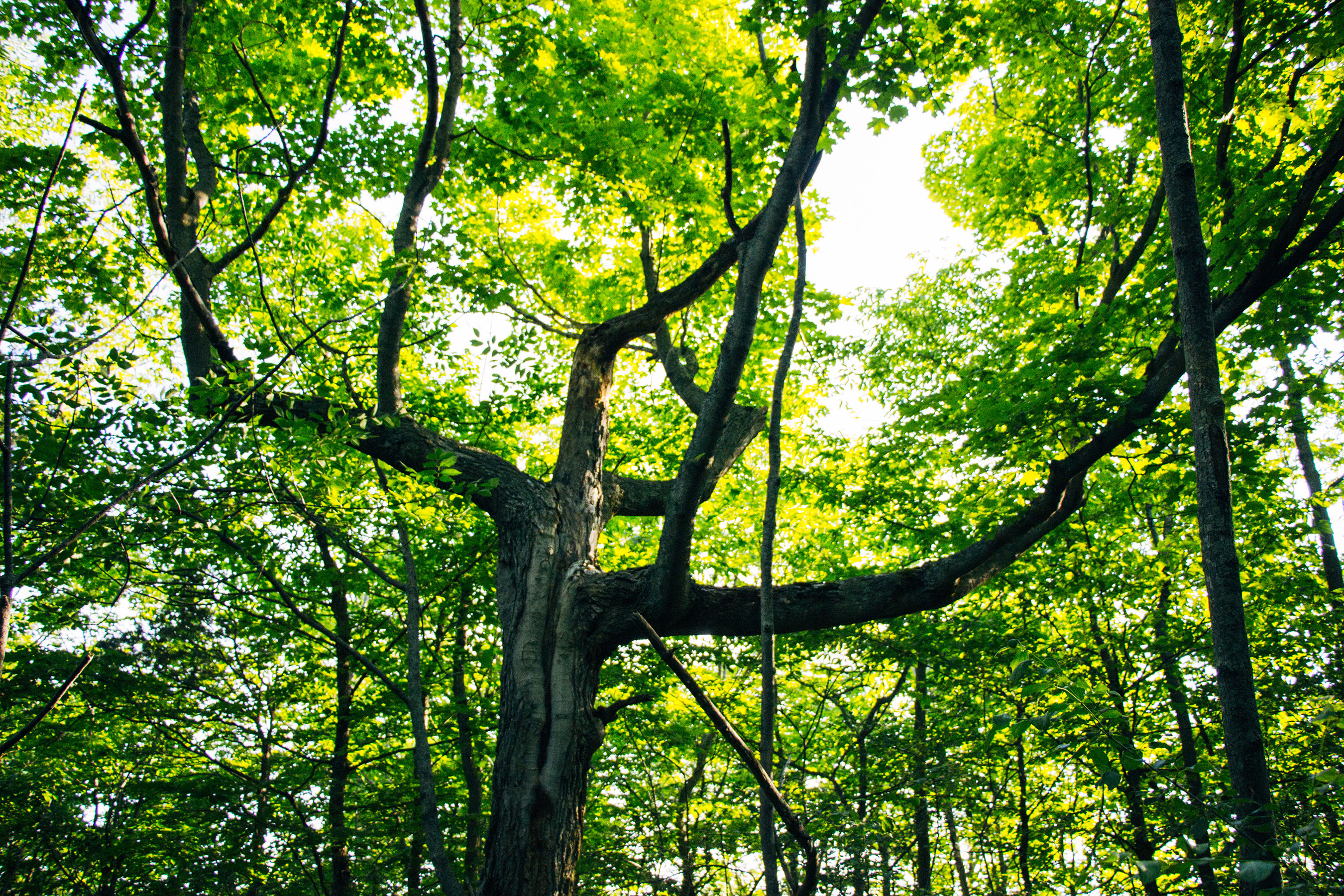 A tall tree with the sun light streaming through its leaves.