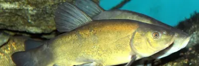 Tench