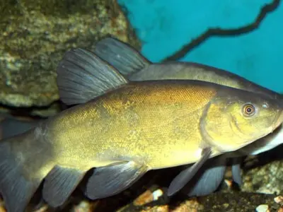 Tench