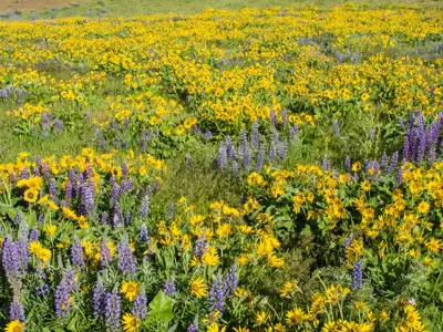 A field of purple and yellow wildflowers.