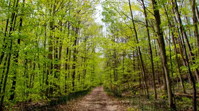 A scenic path winding through a lush, green forest with tall trees and sunlight filtering through the leaves.