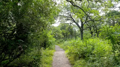 A serene pathway winding through a lush green forest, lined with thick foliage and overarching trees.
