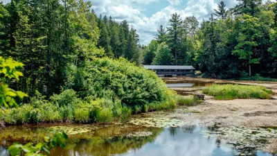 Scenic view of a serene pond surrounded by lush greenery with a wooden bridge in the background under a clear blue sky.
