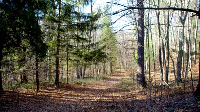 A serene forest path lined with pine trees and covered in fallen leaves, illuminated by sunlight filtering through the branches.