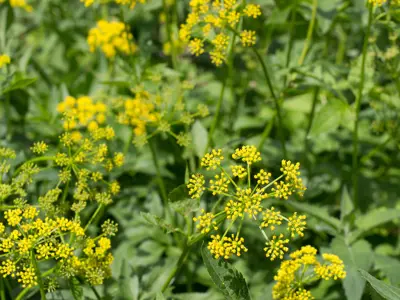 Wild Parsnip