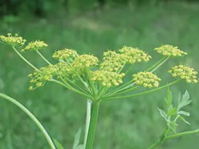 Wild Parsnip
