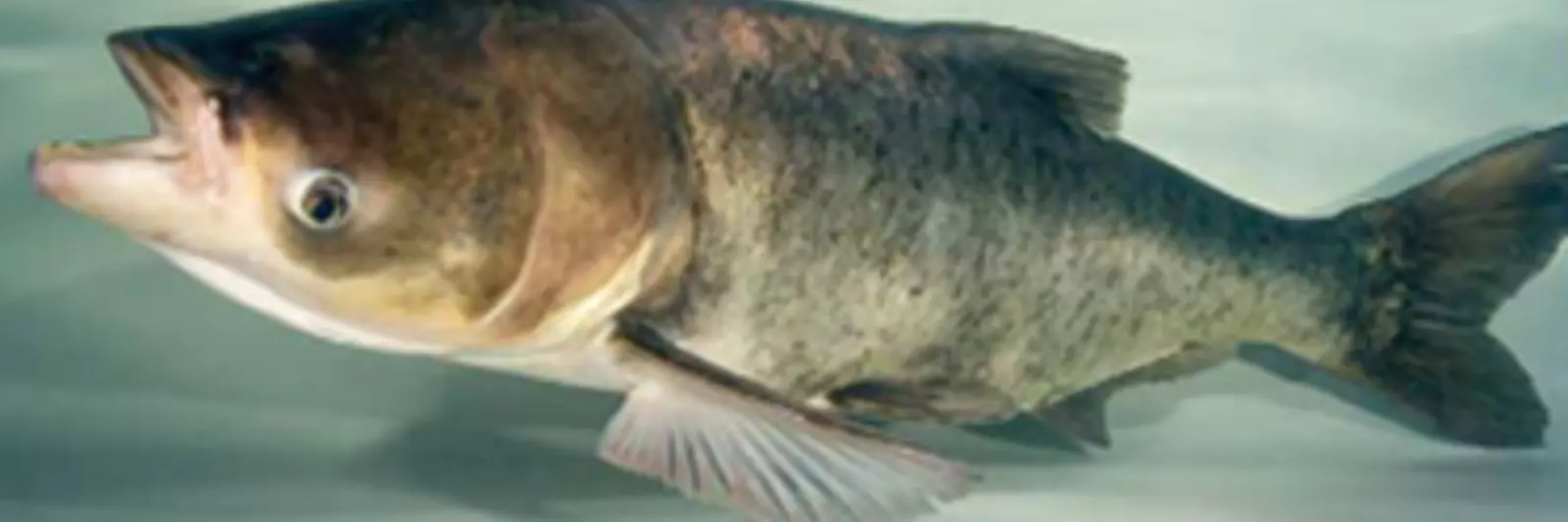 Invasive Carps | Quinte Conservation