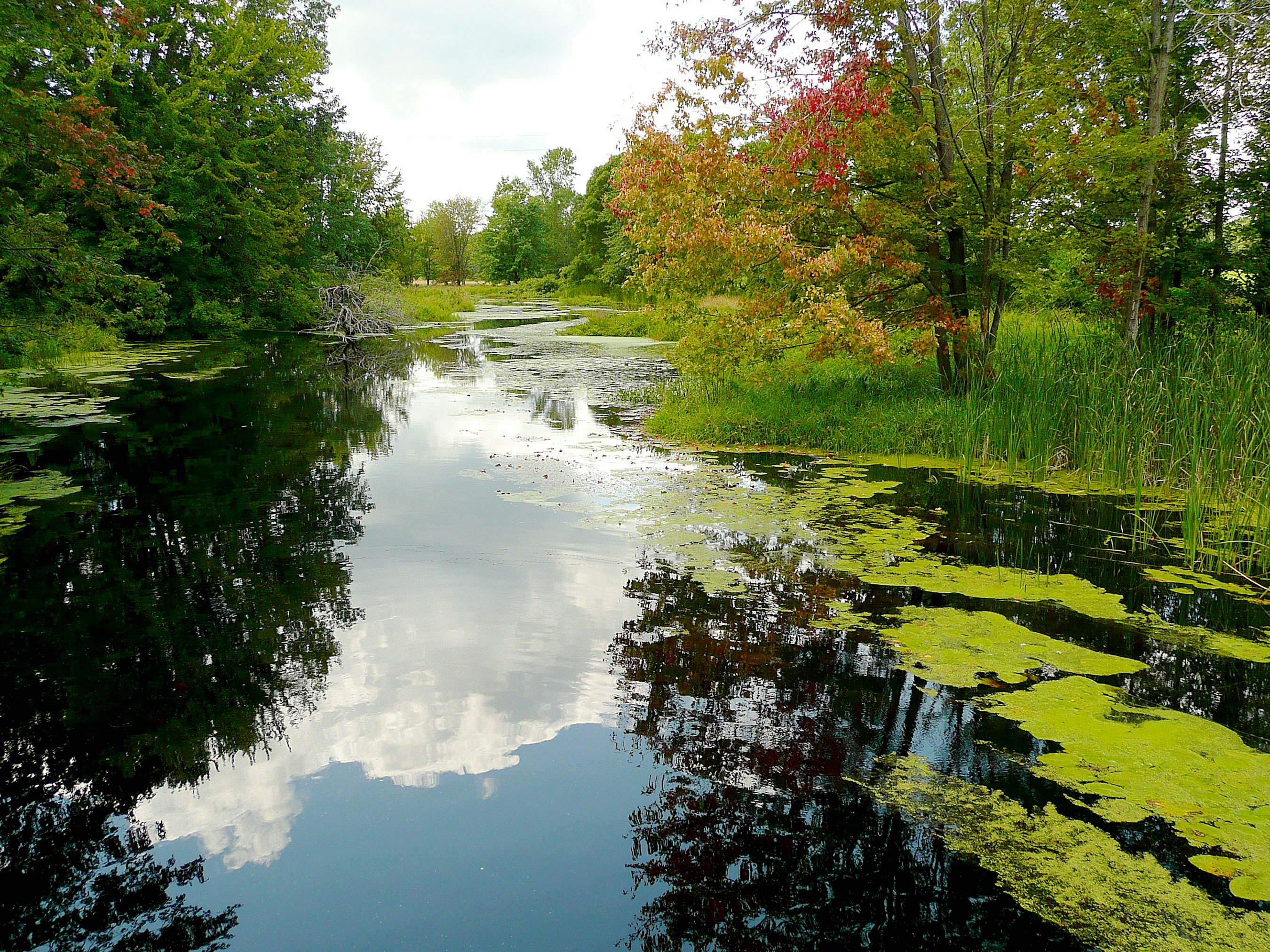 A serene pond covered in green lily pads and surrounded by lush trees, with a partially cloudy sky reflected in the water.