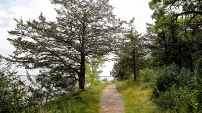 A serene nature trail lined with lush trees, leading towards a distant water body visible through the foliage.