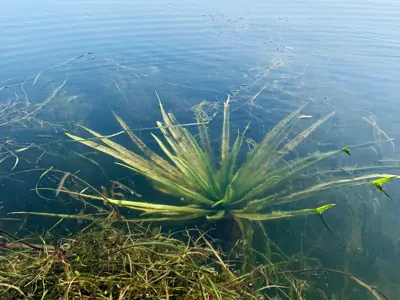 Water solder.