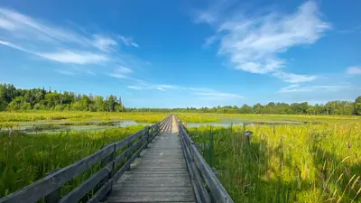 A wooden boardwalk extends through a scenic wetland under a clear blue sky. Lush green vegetation surrounds the path on both sides.