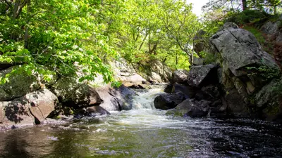 A serene stream flowing through a rocky landscape with lush green trees on a sunny day.