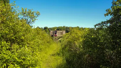 A wooden observation deck in a lush green nature reserve, surrounded by dense foliage under a clear blue sky.
