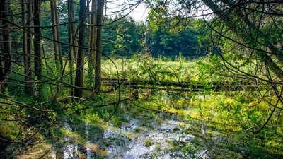 View of a sunlit marshy area in a forest, surrounded by tall trees and fallen branches, with sunlight filtering through the foliage.