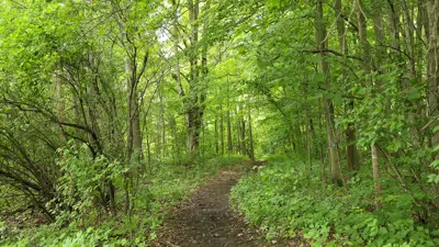A narrow dirt path winding through a lush, densely wooded area filled with green trees and undergrowth.