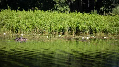 View of a peaceful lake with floating water lilies in the foreground and dense green foliage in the background.