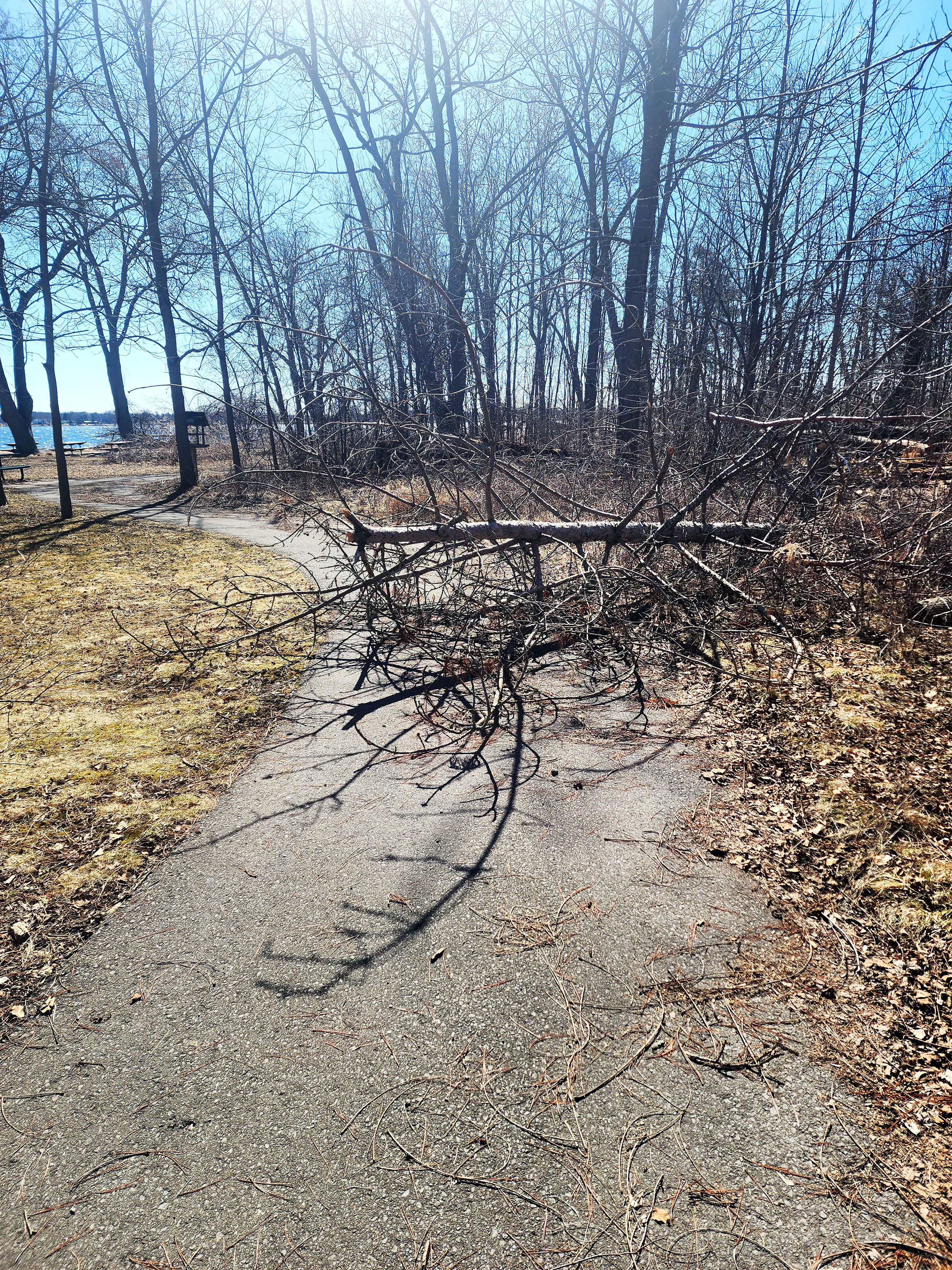 A fallen tree branch obstructing a paved walking path in a park with leafless trees and grass under a clear sky.