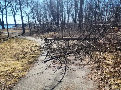 A fallen tree branch obstructing a paved walking path in a park with leafless trees and grass under a clear sky.