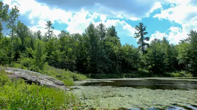 Scenic view of a calm pond covered with lily pads, surrounded by lush green forest under a partly cloudy sky.