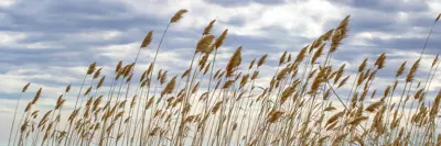 Invasive Phragmites Banner