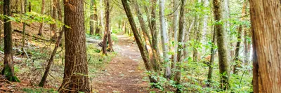 A natural path stretching through a dense forest with sunlit trees and foliage on a bright day.