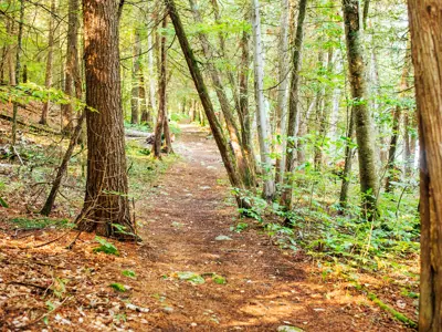 A natural path stretching through a dense forest with sunlit trees and foliage on a bright day.