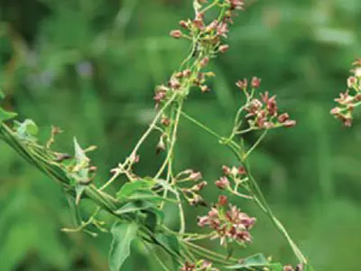 Dog-strangling Vine