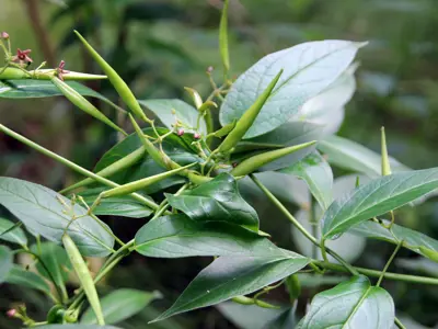 Dog-strangling Vine