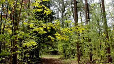 A tranquil forest path flanked by tall pines and lush green foliage under a partly sunny sky.