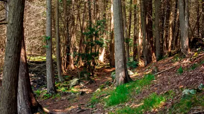 Sunlight filters through the dense trees in a forest, highlighting a small stream and the rocky, leaf-strewn ground.