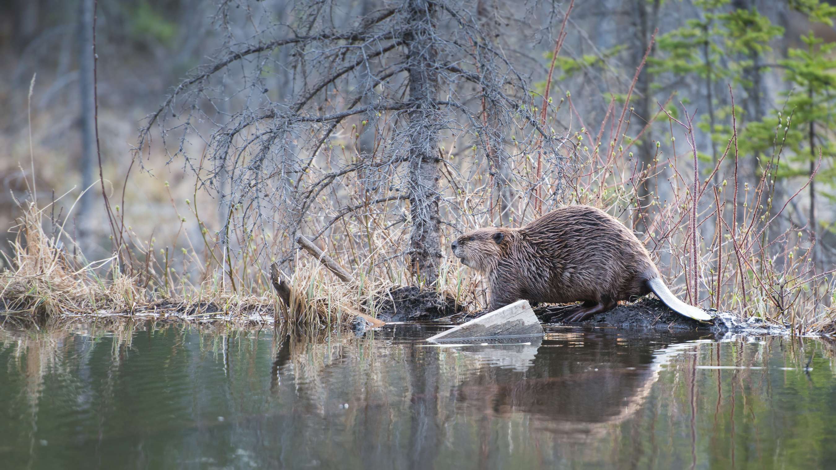 A beaver sitting on a log near the water's edge in a tranquil forest setting.
