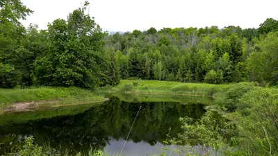 A serene landscape view featuring a small pond surrounded by lush greenery and trees, under an overcast sky.