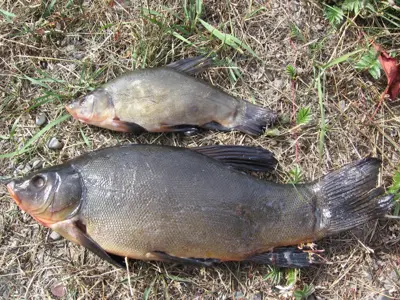 Tench