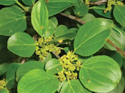 Buckthorn