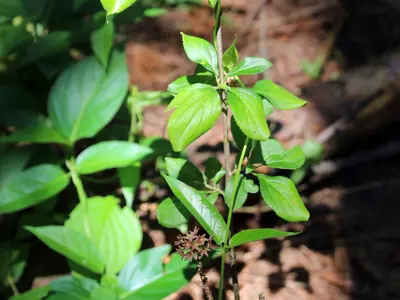Buckthorn