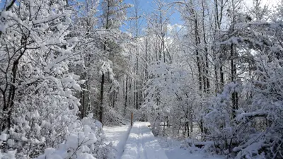 Snow-covered trees lining a pathway through a forest on a bright winter day.