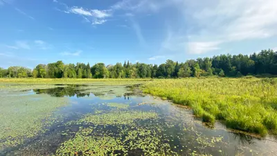 Panoramic view of a serene wetland covered with water lilies and lush green vegetation under a clear blue sky.